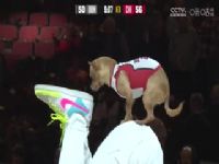 NBA������ ����VS��ţ 20241203